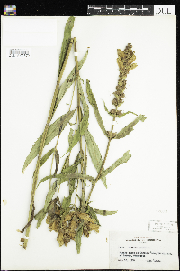 Chelone glabra image