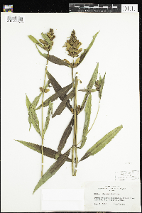 Chelone glabra image