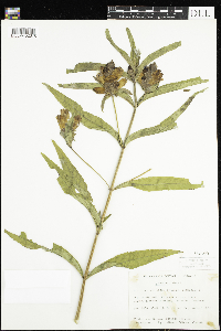 Chelone glabra image