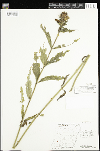 Chelone glabra image