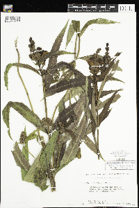 Chelone glabra image