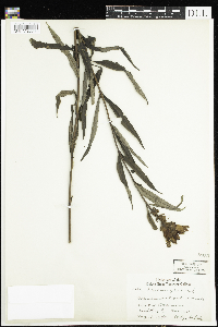 Chelone glabra image