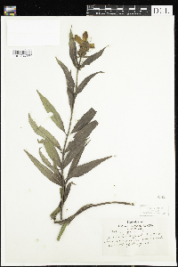 Chelone glabra image