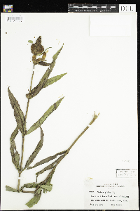 Chelone glabra image