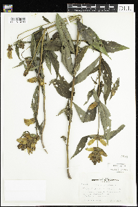 Chelone glabra image