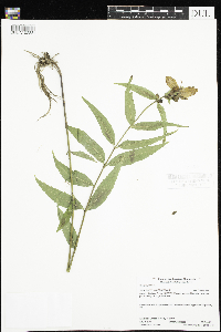 thumbnail image of current specimen