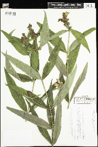 Chelone glabra image