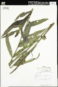 Thumbnail image of current specimen