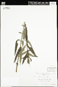 Chelone glabra image