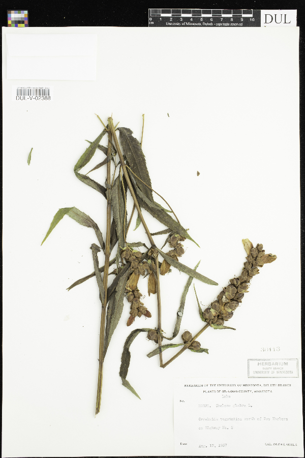 Chelone glabra image