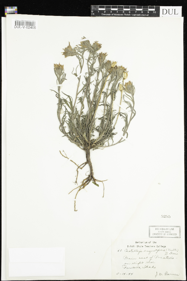 Castilleja angustifolia image