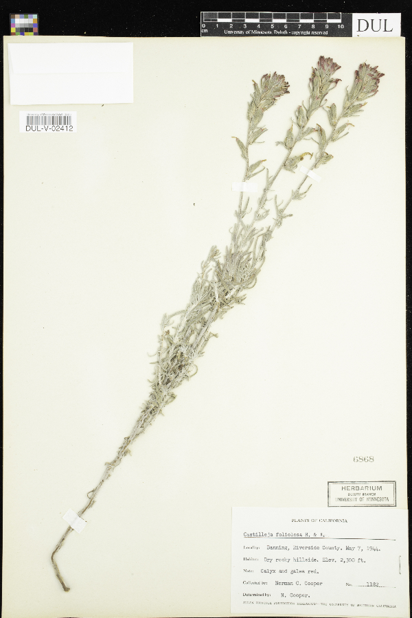 Castilleja foliolosa image