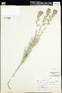 Image of Castilleja foliolosa