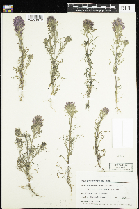 thumbnail image of current specimen