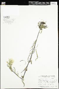 Castilleja coccinea image