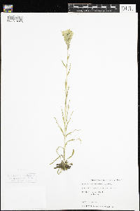 Castilleja coccinea image
