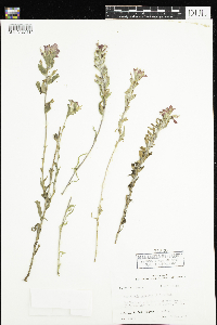 Castilleja coccinea image