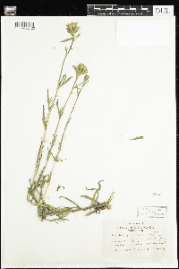 Castilleja coccinea image