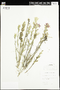 Castilleja coccinea image