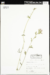 Castilleja coccinea image