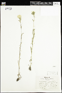 Castilleja coccinea image