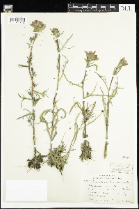 Castilleja coccinea image