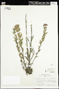 Castilleja coccinea image