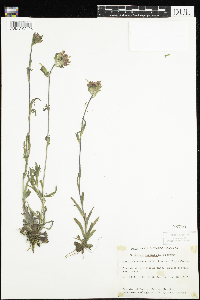 Castilleja coccinea image