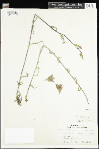 Castilleja coccinea image