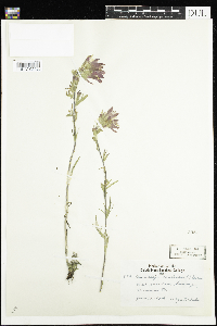 Castilleja coccinea image