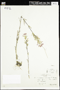 Castilleja coccinea image