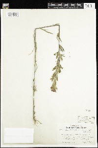 Castilleja coccinea image