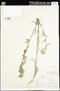 Castilleja coccinea image