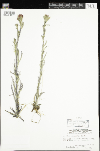 Castilleja coccinea image