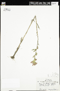 Castilleja coccinea image