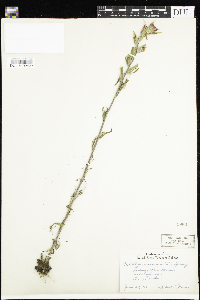 Castilleja coccinea image