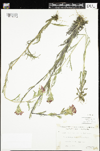 Castilleja coccinea image