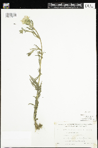 Castilleja coccinea image