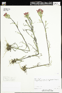 Castilleja coccinea image