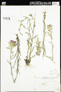 Castilleja coccinea image