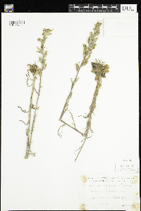Castilleja coccinea image