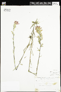 Castilleja coccinea image
