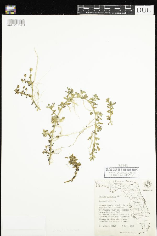Bacopa monnieri image