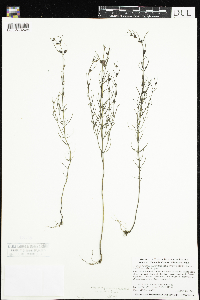 Agalinis purpurea var. parviflora image