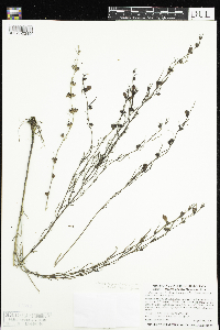 Agalinis purpurea var. parviflora image