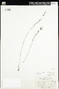 Agalinis purpurea var. parviflora image