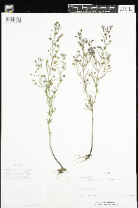 Agalinis tenuifolia image