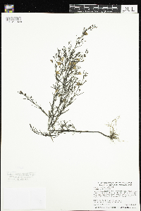 Agalinis tenuifolia image