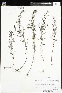 Agalinis tenuifolia image