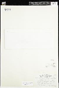 Agalinis tenuifolia image